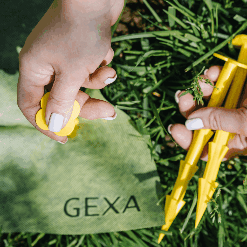 Баклажаны 2