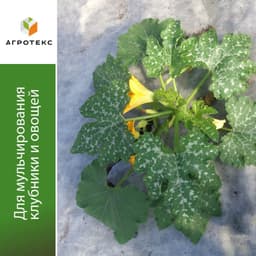 Бело-чёрная мульча 80