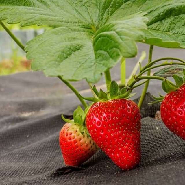 Классические укрывные и мульчирующие материалы