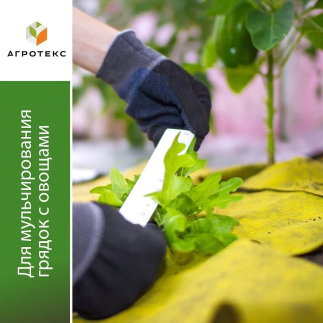 Жёлто-чёрная мульча 80